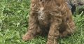 Cavapoo x Toy Poodle
