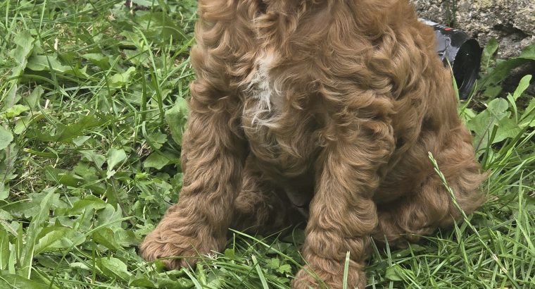 Cavapoo x Toy Poodle