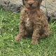 Cavapoo x Toy Poodle