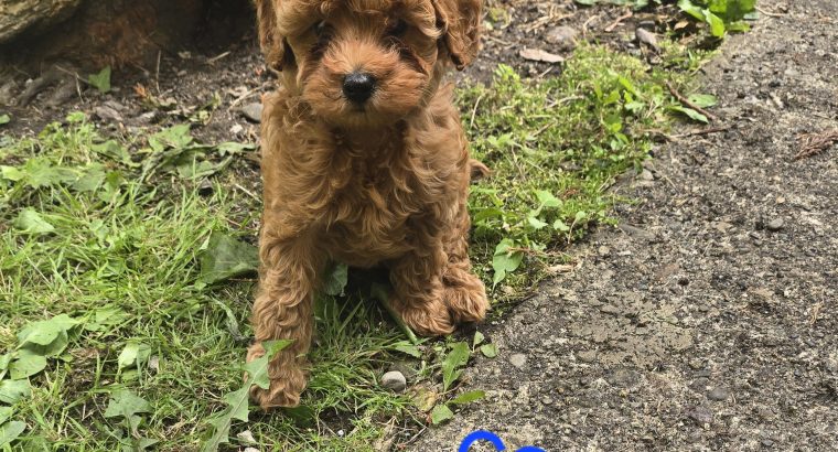 Cavapoo x Toy Poodle