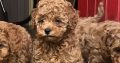 Cavapoo x Toy Poodle