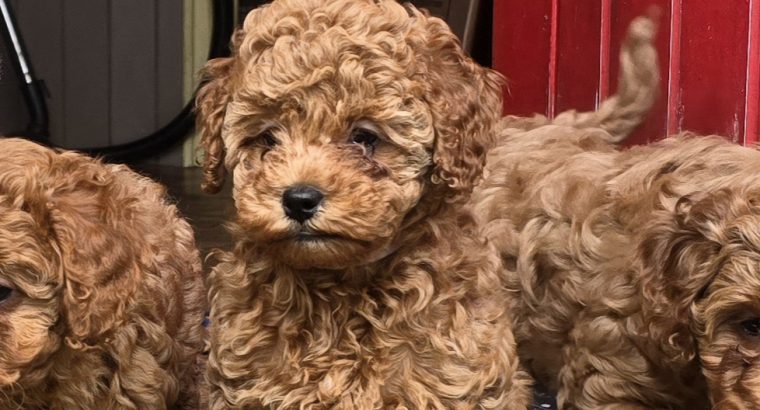 Cavapoo x Toy Poodle
