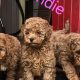 Cavapoo x Toy Poodle