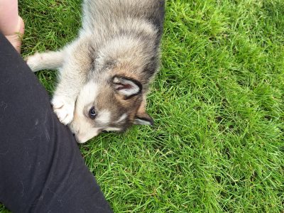 Alusky Puppies for Sale in Shercock