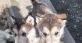 Alusky pups for sale