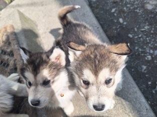 Alusky pups for sale