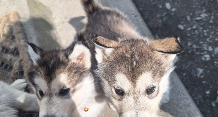 Alusky pups for sale