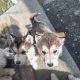 Alusky pups for sale