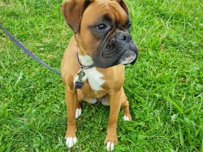 Boxer female dog