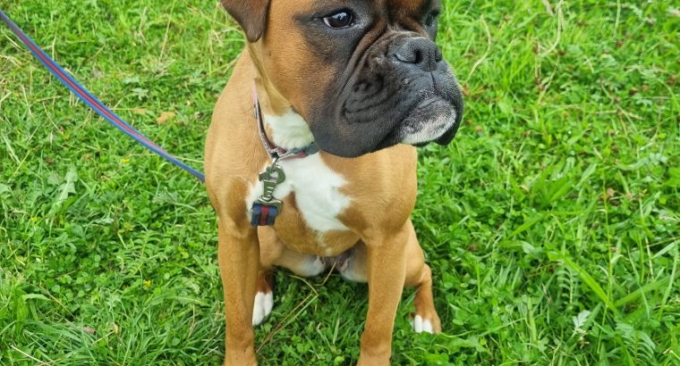 Boxer female dog