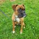 Boxer female dog