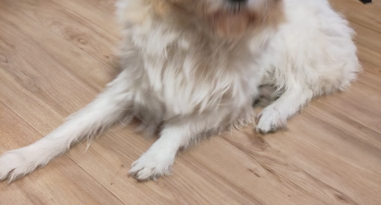 Old Jack Russel Lady