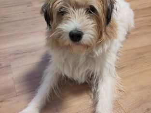 Old Jack Russel Lady