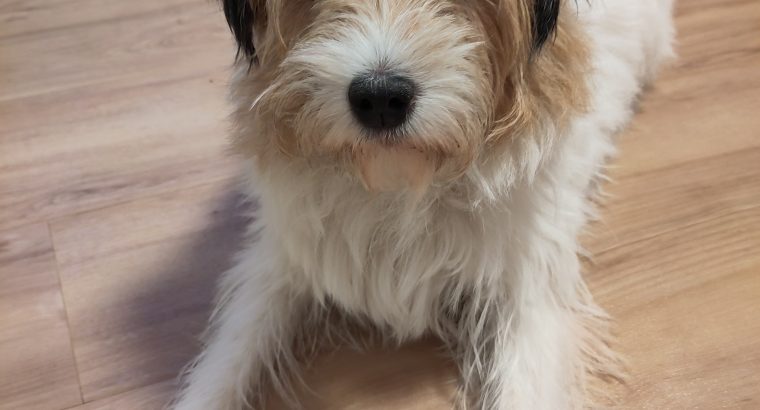 Old Jack Russel Lady