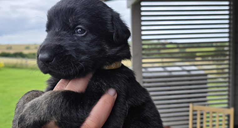 German shepherd / Golden retriever mix pups