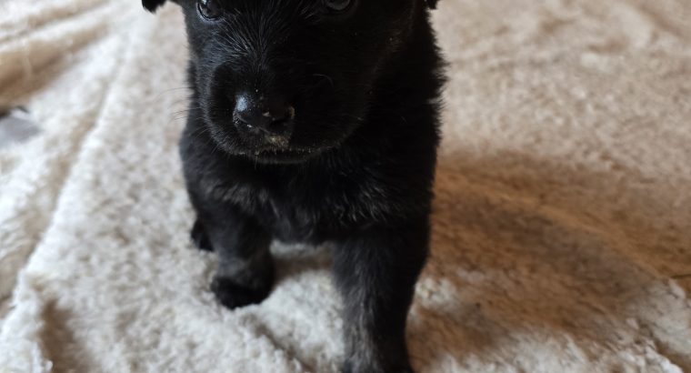 German shepherd / Golden retriever mix pups