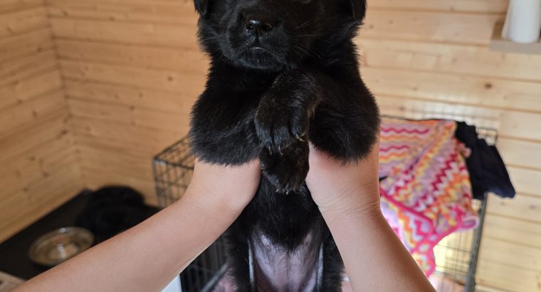 German shepherd / Golden retriever mix pups