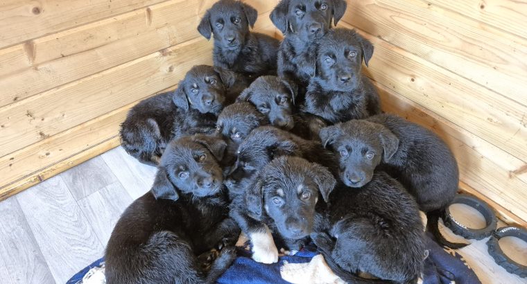 German shepherd / Golden retriever mix pups