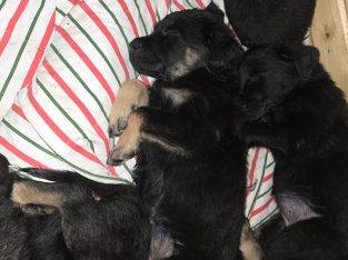 German shepherd / Golden retriever mix pups