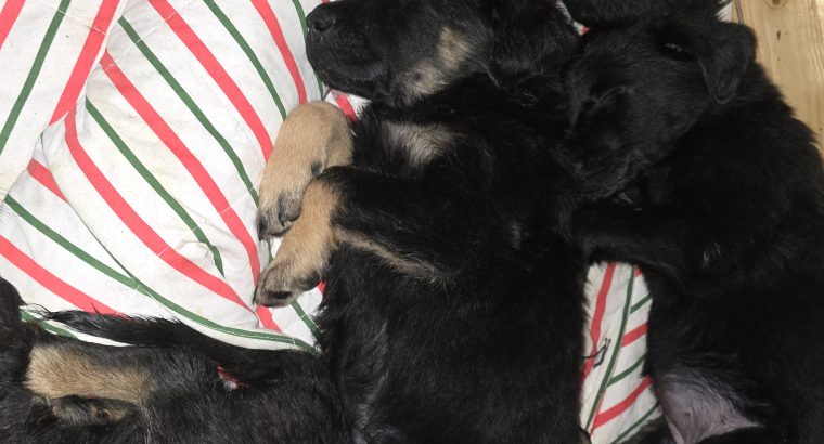 German shepherd / Golden retriever mix pups