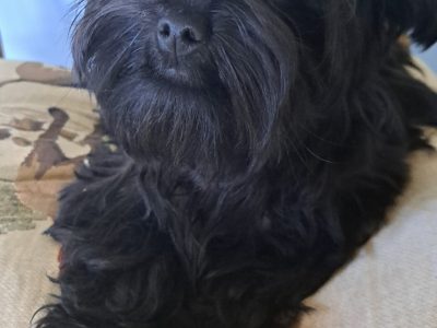 Yorkshire Terriers for Sale in Lanesboro