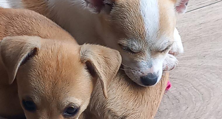 Chihuahua pups for sale