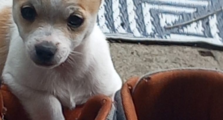 Chihuahua pups for sale