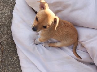 Chihuahua pups for sale