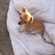 Chihuahua pups for sale