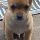 Chihuahua pups for sale