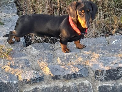 Black and Tan male Dachshund