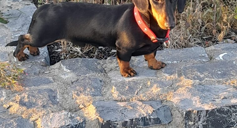 Black and Tan male Dachshund