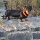 Black and Tan male Dachshund