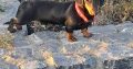 Black and Tan male Dachshund