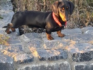 Black and Tan male Dachshund