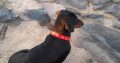 Black and Tan male Dachshund