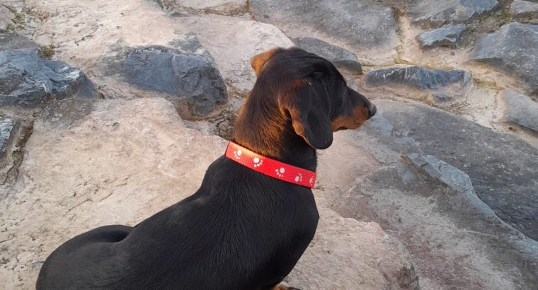 Black and Tan male Dachshund