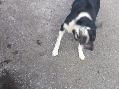 Collie for Rehome in Dingle – Eager to Work