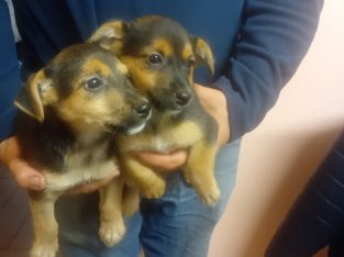 Jack Russell Puppies