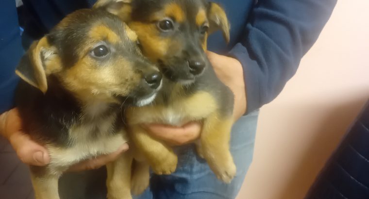 Jack Russell Puppies