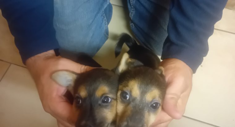 Jack Russell Puppies