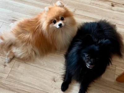 Teacup Pomeranian in Galway – Perfect Companion