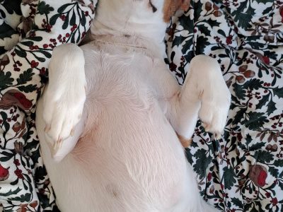 Beagle for Rehome in Galway – Active and Loving