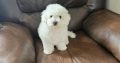 IKC BICHON FRISE PUPPIES