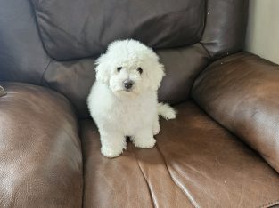 IKC BICHON FRISE PUPPIES