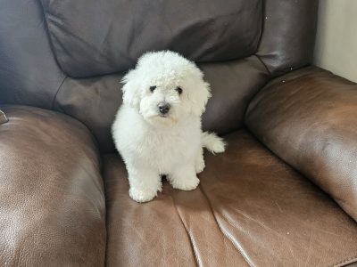Bichon Frise Puppies for Sale in Loughrea