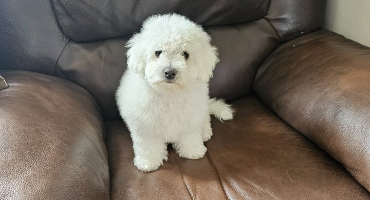 IKC BICHON FRISE PUPPIES