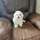 IKC BICHON FRISE PUPPIES