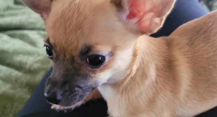 Mini Chihuahua Girl