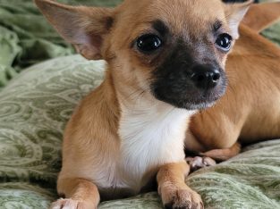 Mini Chihuahua Girl